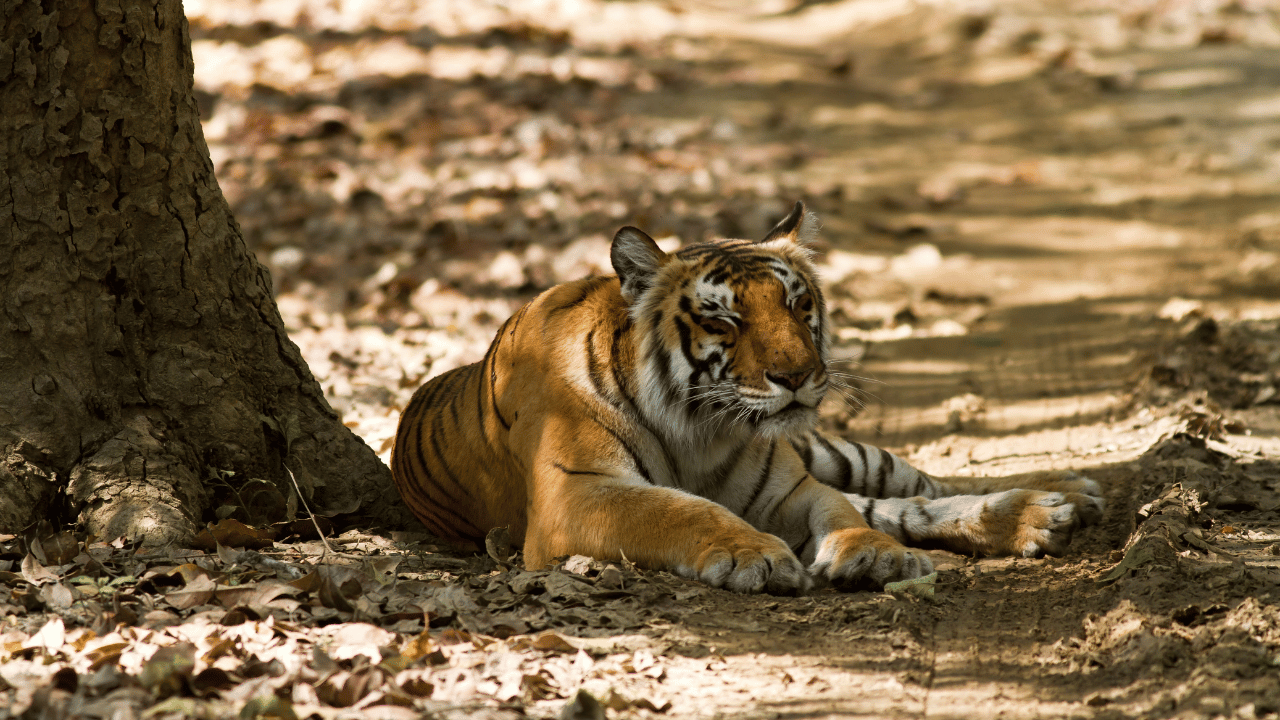 Jim Corbett Ranikhet