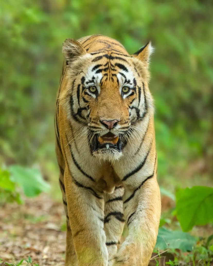 Jim Corbett