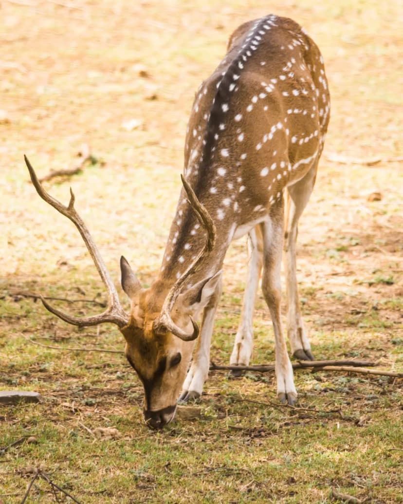 Sariska